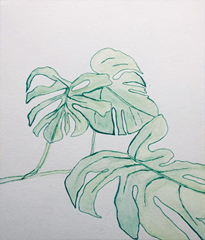 monstera plant drawing illustration