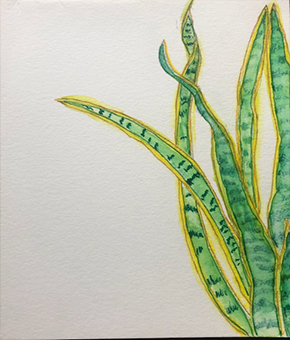 snake plant drawing illustration