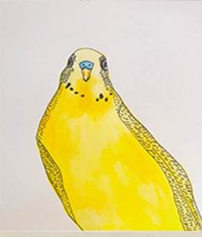 yellow budgie parakeet illustration